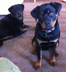 Juno & Eden Mar 2012.jpg