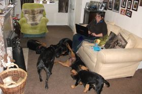 Gina with dogs Dec 2013.jpg