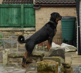 Juno stood on wall.jpg