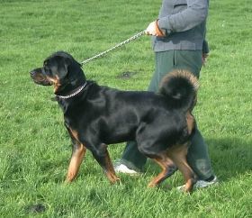 Juno walking with Gina.jpg